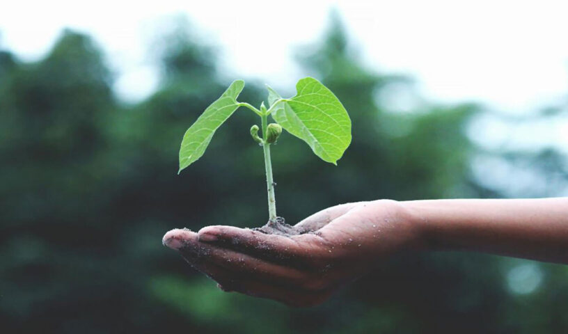 Outstretched hand holding sprouting plant.